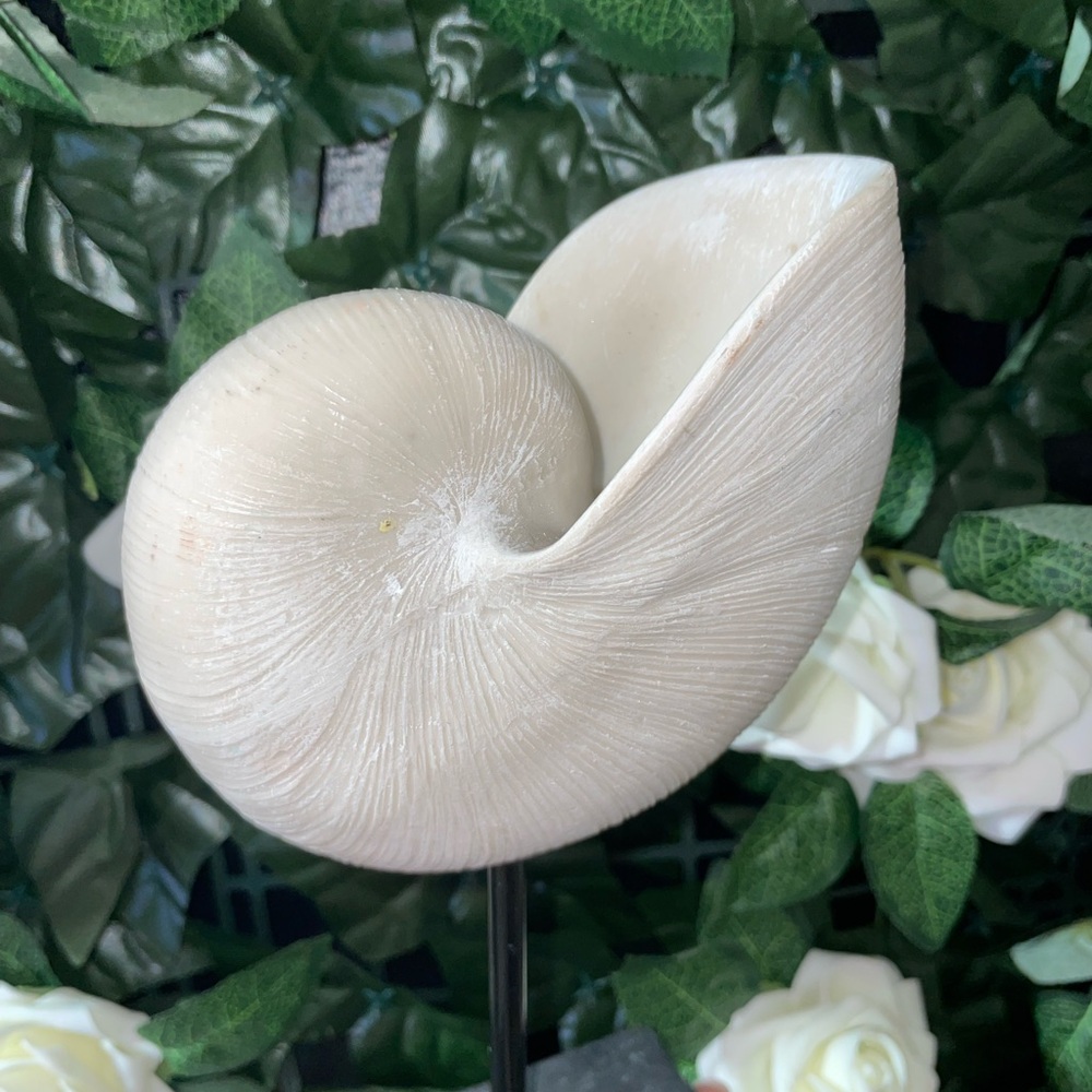Elegant Cream Nautilus Shell Sculpture - Picture 3 of 4
